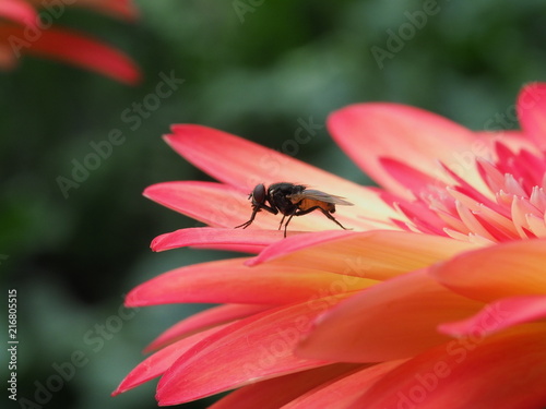 Fly on red Gerbera Flower Close up