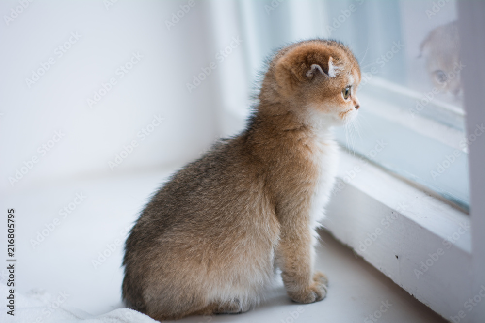 Fototapeta kitten cat scottish straight, lop-eared fluffy, animal