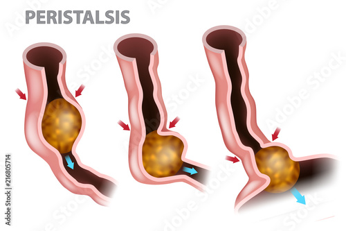 Digestion and Peristalsis. Esophagus Function photo