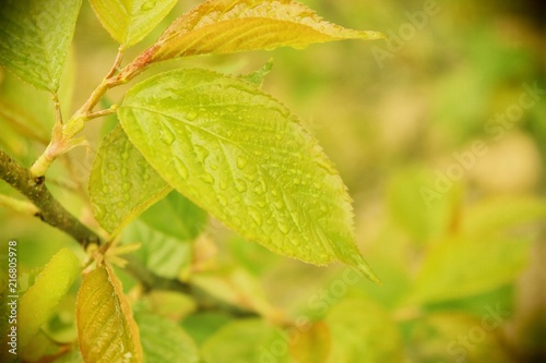 Wallpaper Mural 新緑 Torontodigital.ca