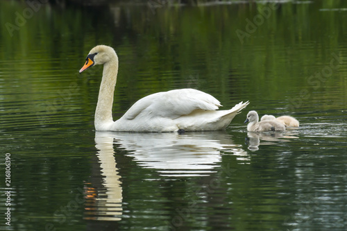 Swan family in nature reserve lake