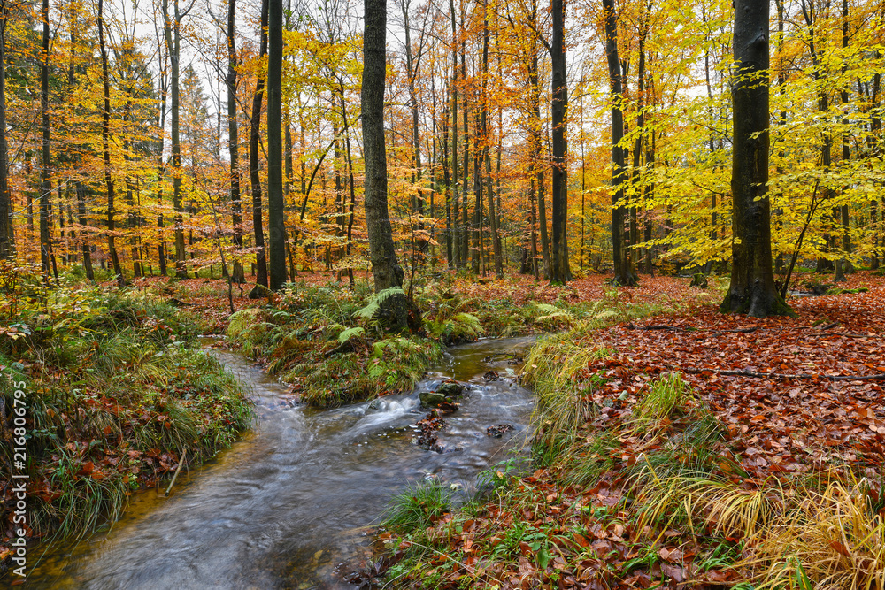 Fototapeta premium Woods with brightly autumnal coloured trees at fall season
