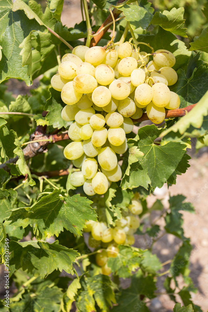 Grapes vineyard (Turkey Izmir Buca vineyards) Grapes vineyard (Turkey Izmir Buca vineyards)