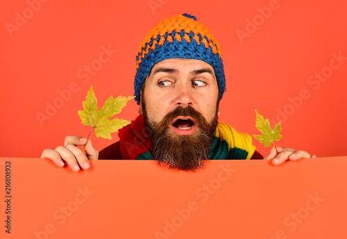 October and November time idea. Man holds maple tree leaves