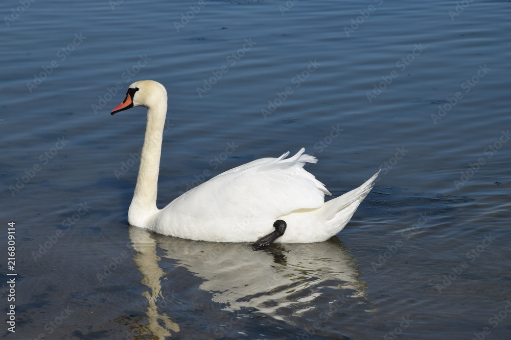 Obraz premium Łabędź (Cygnus)