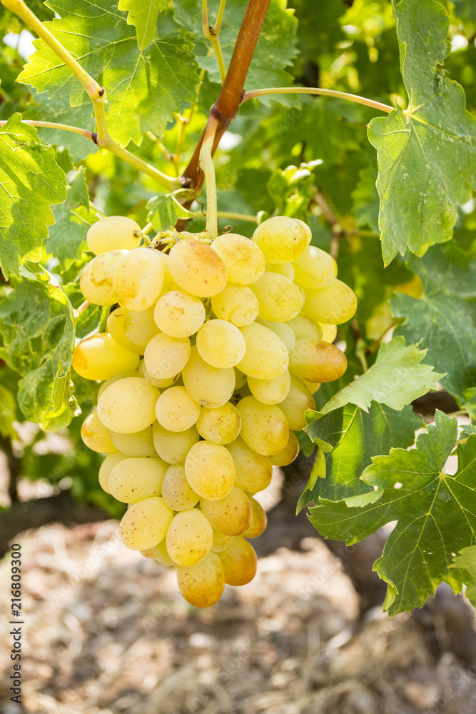 custom made wallpaper toronto digitalGrapes field, vineyard (Turkey Izmir vineyard)