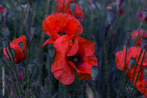 Fototapeta Naklejka Na Ścianę i Meble -  Flowers Red poppies blossom on wild field. Beautiful field red poppies with selective focus. soft light. Toning. Creative processing in dark low key