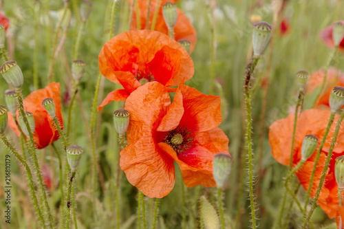 Fototapeta Naklejka Na Ścianę i Meble -  Flowers Red poppies blossom on wild field. Beautiful field red poppies with selective focus. soft light. Toning. Creative processing in dark low key