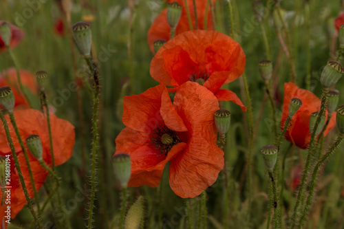 Fototapeta Naklejka Na Ścianę i Meble -  Flowers Red poppies blossom on wild field. Beautiful field red poppies with selective focus. soft light. Toning. Creative processing in dark low key