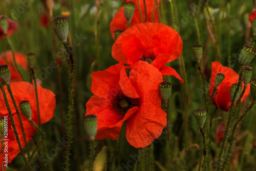 Fototapeta Naklejka Na Ścianę i Meble -  Flowers Red poppies blossom on wild field. Beautiful field red poppies with selective focus. soft light. Toning. Creative processing in dark low key