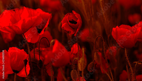 Fototapeta Naklejka Na Ścianę i Meble -  Flowers Red poppies blossom on wild field. Beautiful field red poppies with selective focus. Red poppies in soft light. Opium poppy. Glade of red poppies. Toning. Creative processing in dark low key