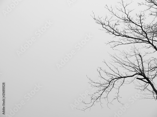 Branch of dead tree © srckomkrit