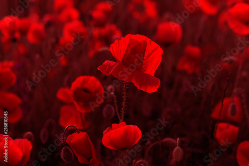 Fototapeta Naklejka Na Ścianę i Meble -  Flowers Red poppies blossom on wild field. Beautiful field red poppies with selective focus. Red poppies in soft light. Opium poppy. Glade of red poppies. Toning. Creative processing in dark low key