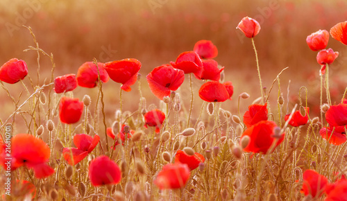 Fototapeta Naklejka Na Ścianę i Meble -  Flowers Red poppies blossom on wild field. Beautiful field red poppies with selective focus. Red poppies in soft light. Opium poppy. Glade of red poppies. Toning. Creative processing in dark low key