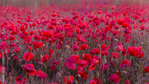 Fototapeta Naklejka Na Ścianę i Meble -  Flowers Red poppies blossom on wild field. Beautiful field red poppies with selective focus. Red poppies in soft light. Opium poppy. Glade of red poppies. Toning. Creative processing in dark low key