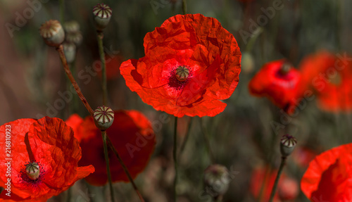 Fototapeta Naklejka Na Ścianę i Meble -  Flowers Red poppies blossom on wild field. Beautiful field red poppies with selective focus. Natural drugs. Glade of red poppies. Lonely poppy. Soft focus blur. Toning. Creative processing