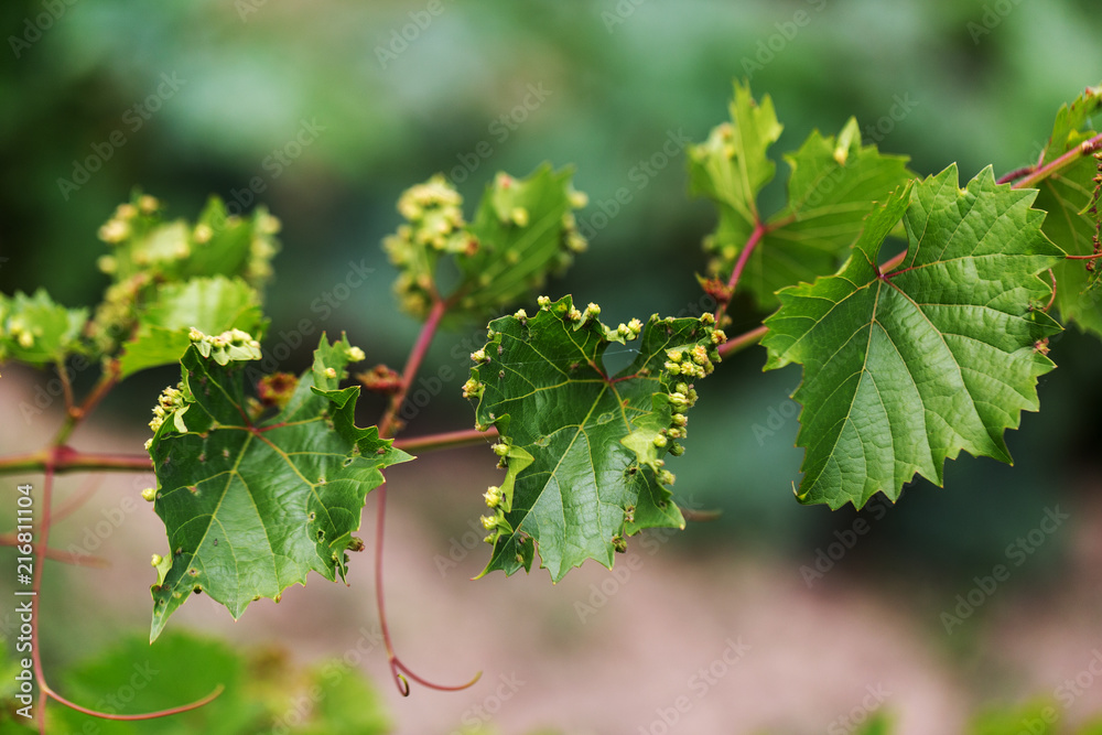 Leaf galls look like warts on grape leaves caused by a parasite or insects, mites living in vines. Does not affect the grapes. Grape disease of the phylloxera (Daktulosphaira vitifoliae) on leaves Leaf galls look like warts on grape leaves caused by a parasite or insects, mites living in vines. Does not affect the grapes. Grape disease of the phylloxera (Daktulosphaira vitifoliae) on leaves