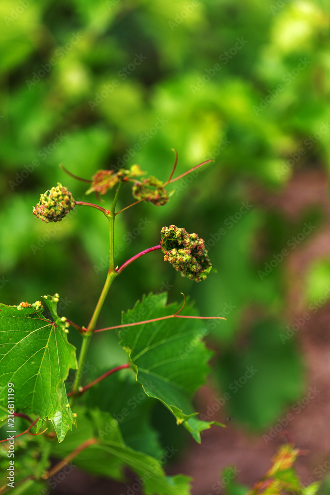 Leaf galls look like warts on grape leaves caused by a parasite or insects, mites living in vines. Does not affect the grapes. Grape disease of the phylloxera (Daktulosphaira vitifoliae) on leaves Leaf galls look like warts on grape leaves caused by a parasite or insects, mites living in vines. Does not affect the grapes. Grape disease of the phylloxera (Daktulosphaira vitifoliae) on leaves