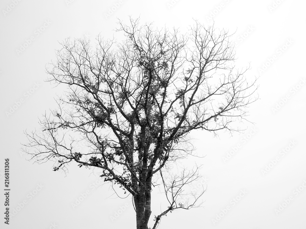 Silhouette tree