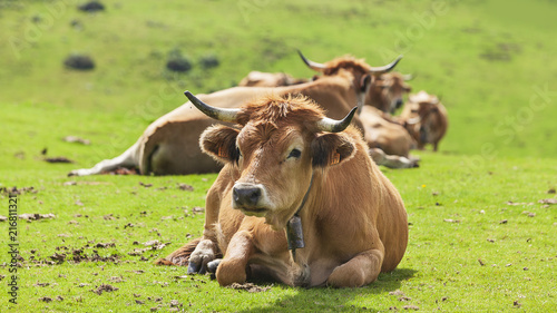 Vacas en el campo, Asturias
