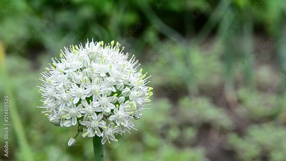 Allium cepa, onion, bulb onion, common onion, flower Allium cepa, onion, bulb onion, common onion, flower