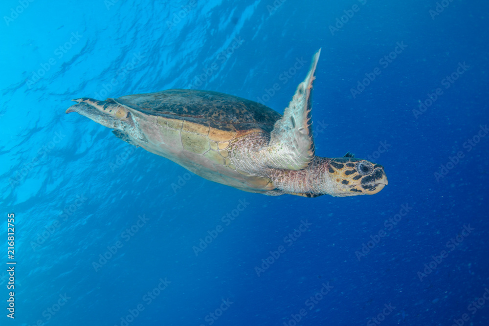 Naklejka premium Hawksbill Turtle