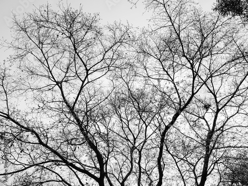 Silhouette tree © srckomkrit