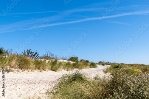 Sand path through the dunes along the coast of the North Sea. The Netherlands, Europe.