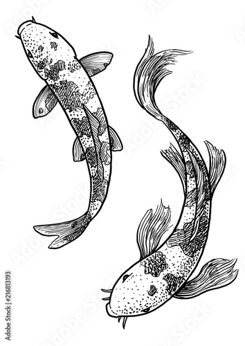 Koi fish illustration, drawing, engraving, ink, line art, vector