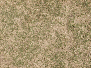 green grass and dry grass