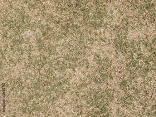 Фотография green grass and dry grass