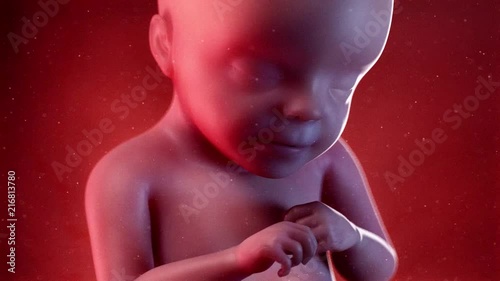 medically accurate 3d animation of a fetus week 28 photo