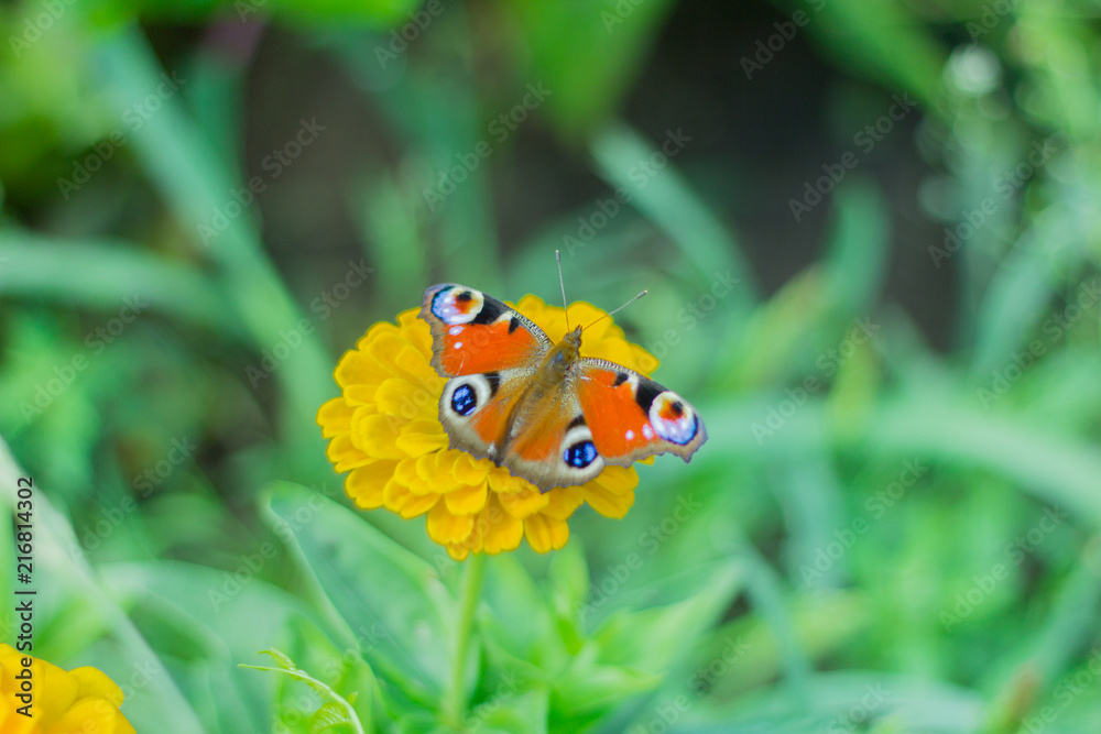 butterfly, beautiful peacock on yellow flower in garden butterfly, beautiful peacock on yellow flower in garden