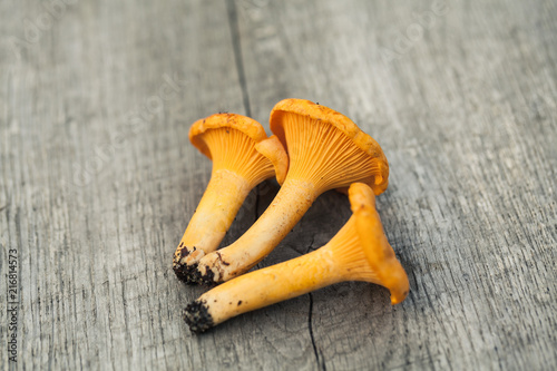 chanterelles on a table photo