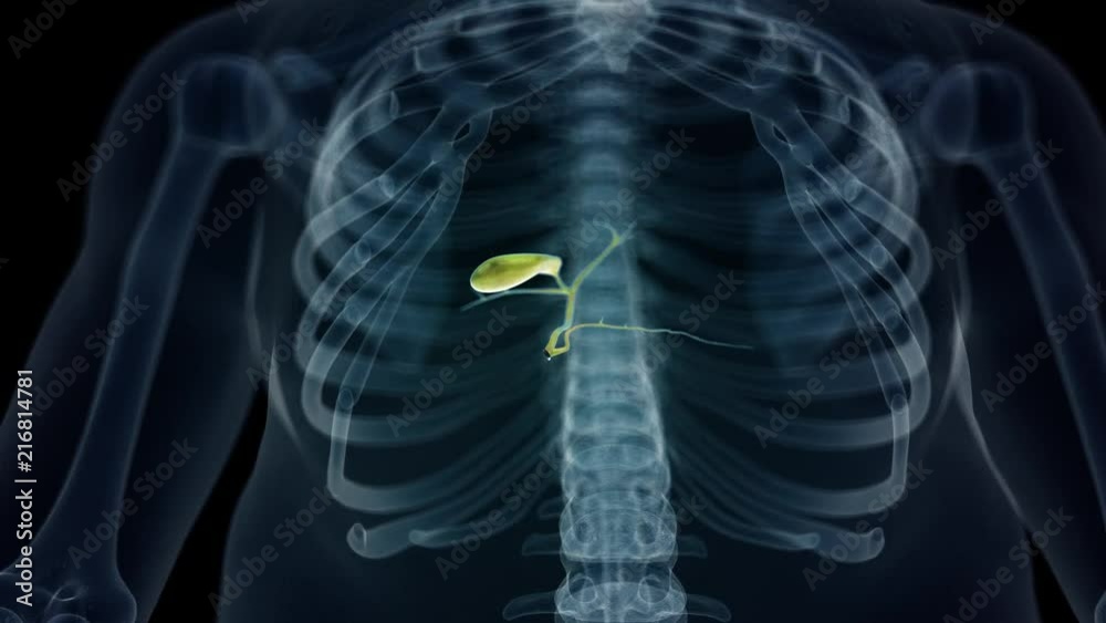 medical 3d animation of the human gallbladder medical 3d animation of the human gallbladder