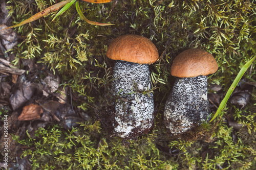 Pair of orange-cap boletus photo