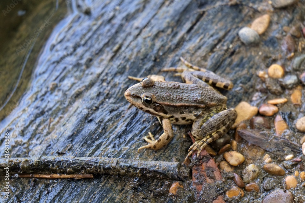 Naklejka premium Grenouille au bord d'une rivière.