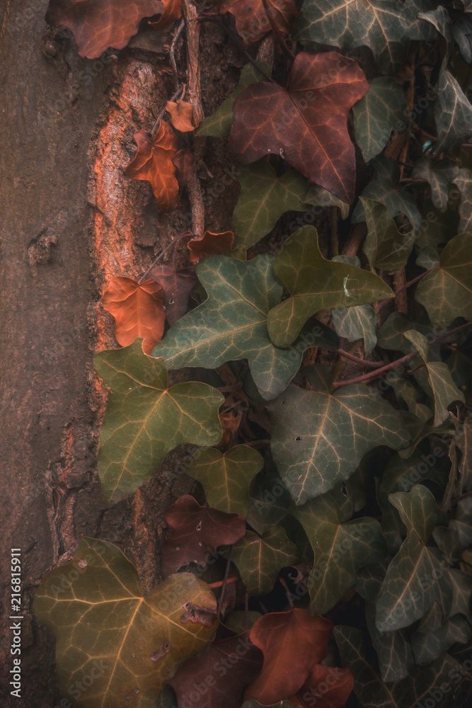 Obraz premium Leaves on a tree and wood texture