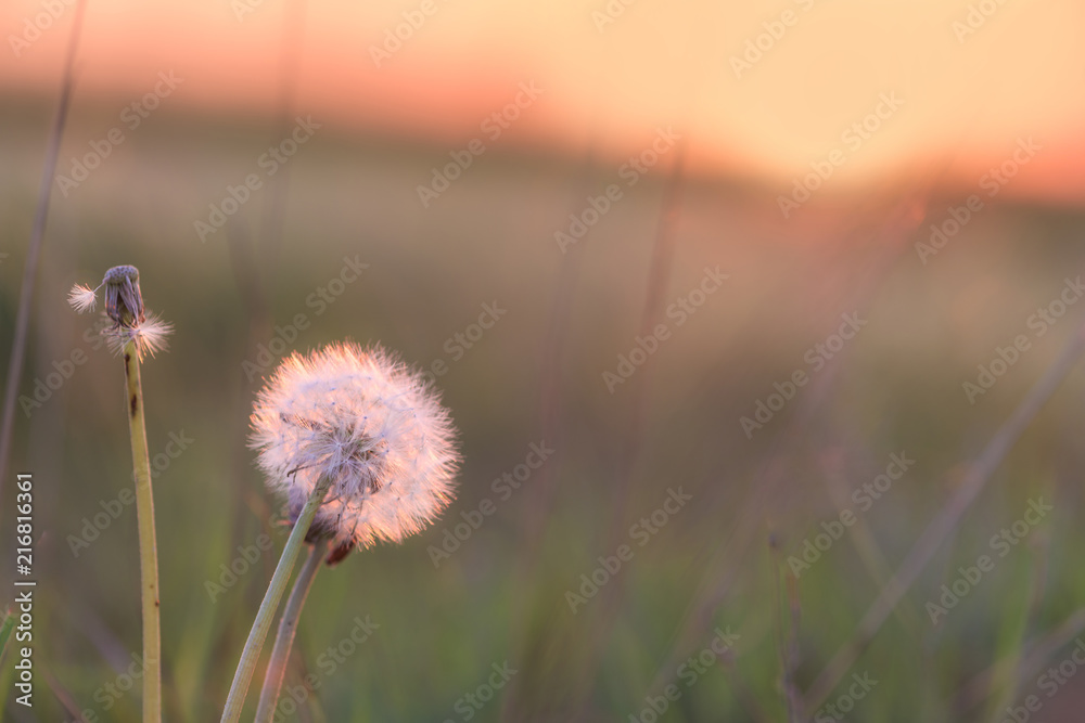 the dandelion at sunset is illuminated by the sun . close-up side. background