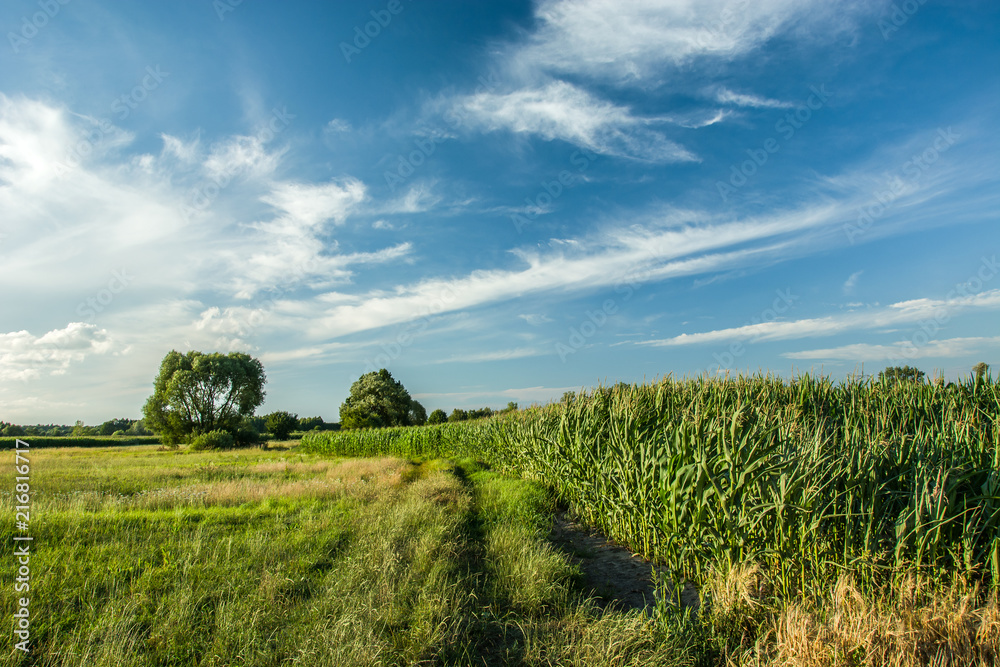 Corn field, road next to a meadow and trees on the horizon Corn field, road next to a meadow and trees on the horizon