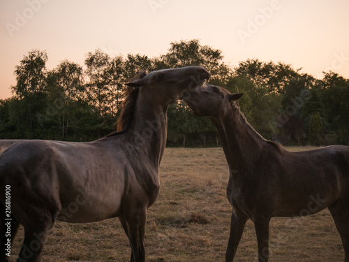 horse