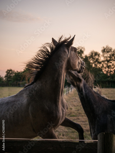 horse