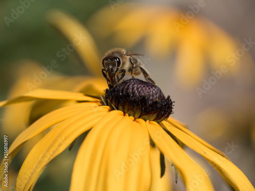 floral photo