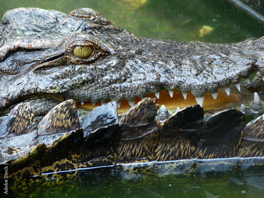 Fototapeta premium Crocodile Eyes Detail Close Up