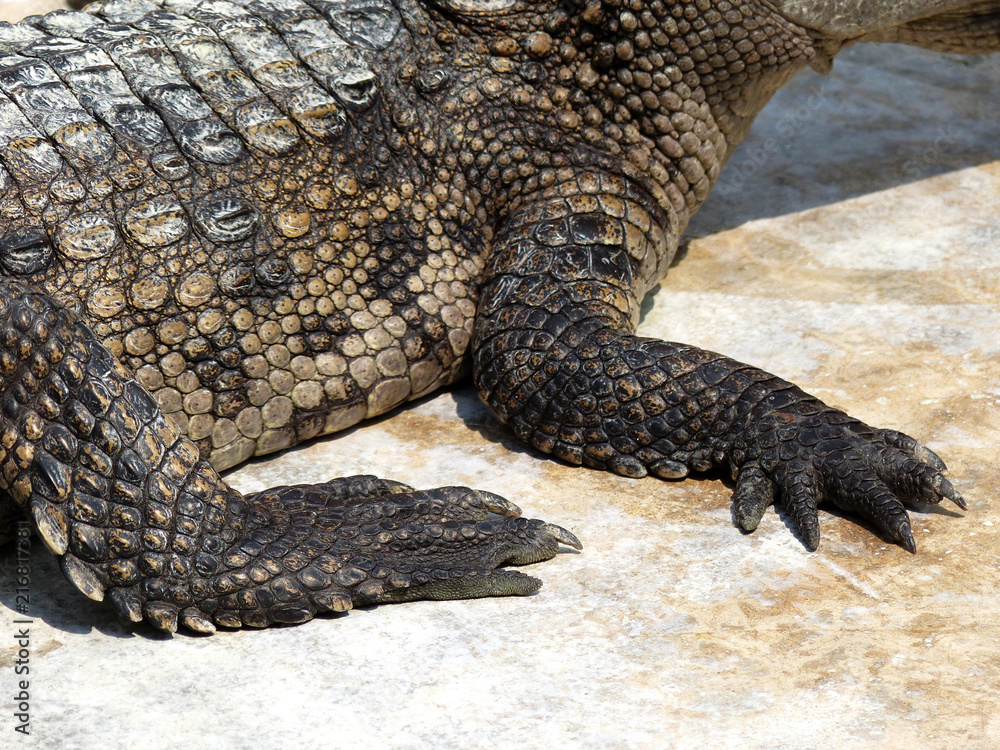 foot of a crocodile foot of a crocodile