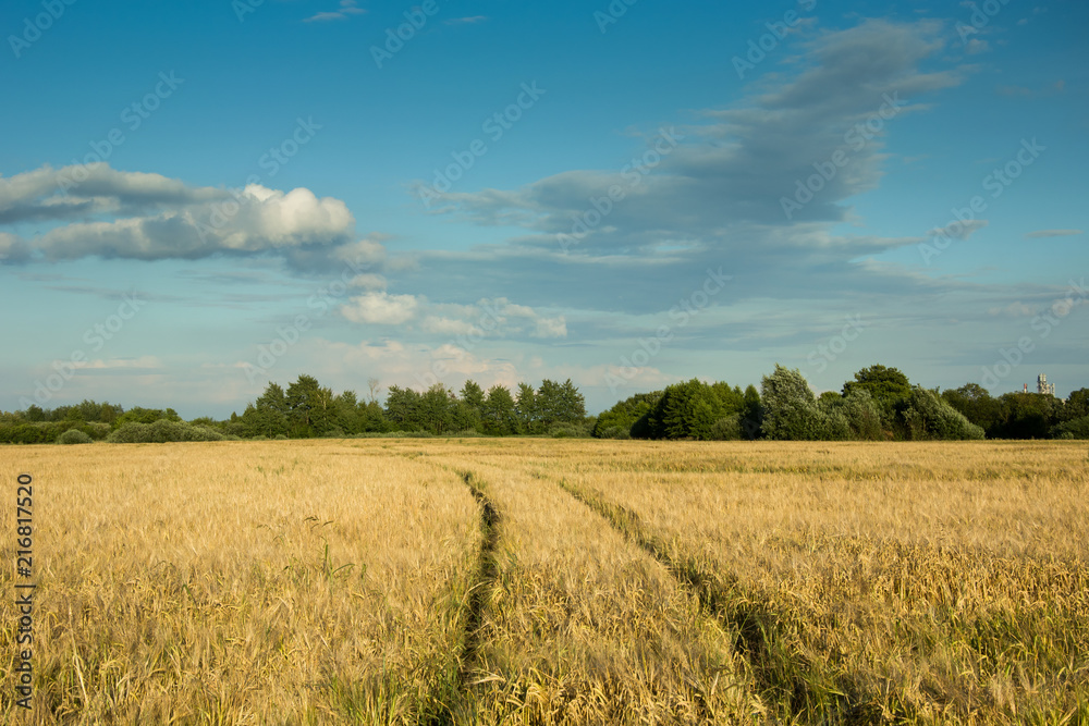 Wheel tracks in barley field, trees on the horizon and clouds in the sky