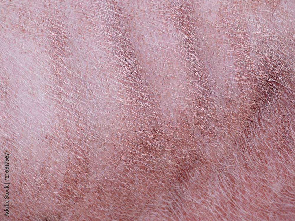 Fototapeta premium pink pig skin, close-up
