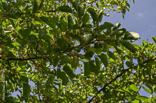 Branch with ripe and unripe fruits of White mulberry or Morus alba tree in garden, district Drujba, Sofia, Bulgaria  