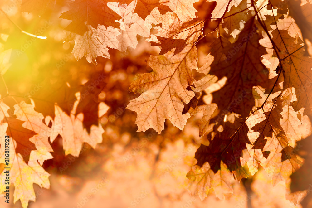 Autumn leaves on tree lit by sun light - beautiful nature