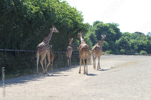 Canvas Print Giraffes